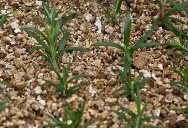 Agro Vermikulitas - Image 3